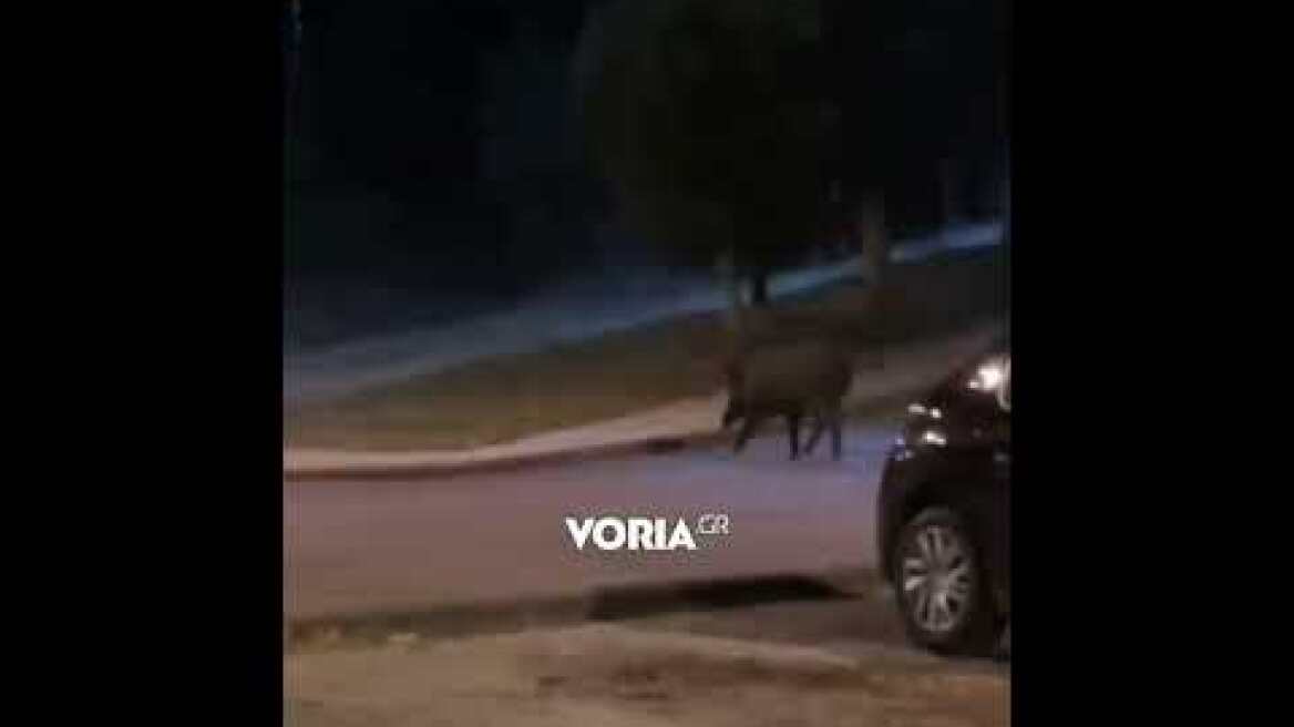 Αγριογούρουνα βολτάρουν στο Πανόραμα