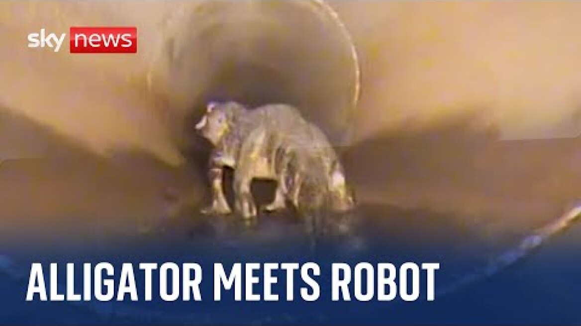 Florida: Alligator comes face-to-face with robot in stormwater pipe