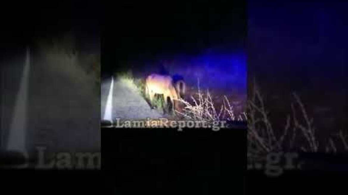 LamiaReport.gr: Άλογα μέσα στο δρόμο