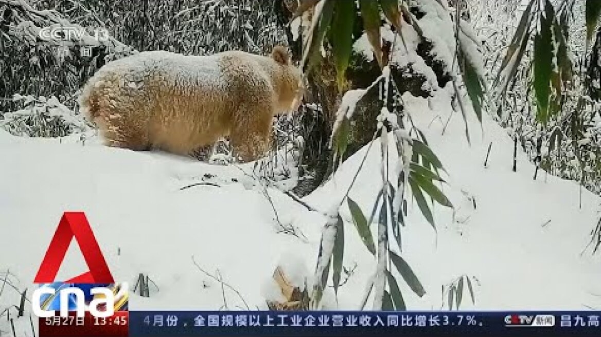 Rare white giant panda spotted in China