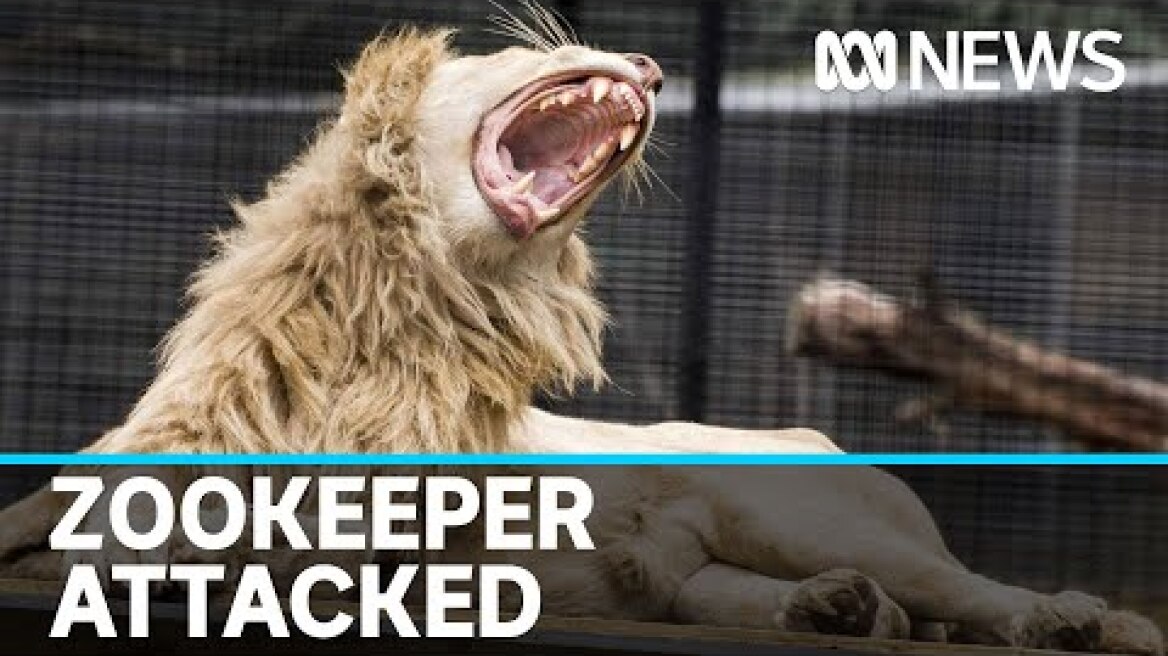 Shoalhaven zookeeper critical after being attacked by two lions | ABC News