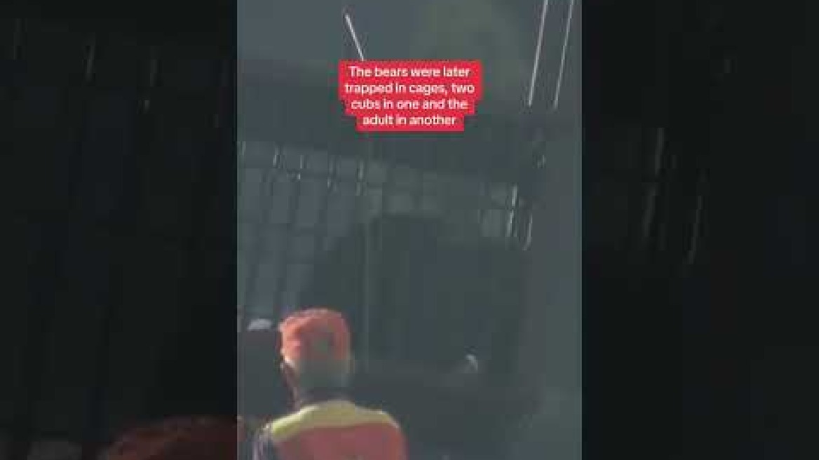 Three bears break into Japanese mat factory