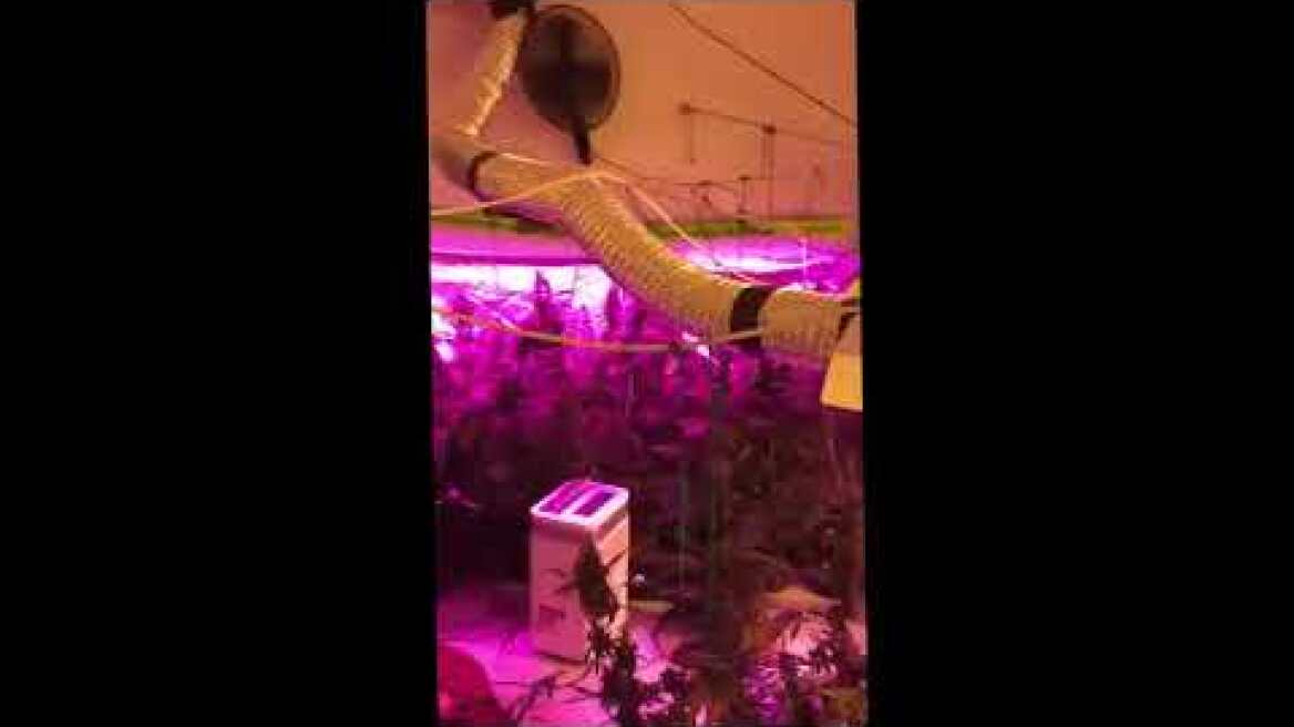 Εξαρθρώθηκε εγκληματική οργάνωση που δραστηριοποιούνταν στην καλλιέργεια δενδρυλλίων κάνναβης