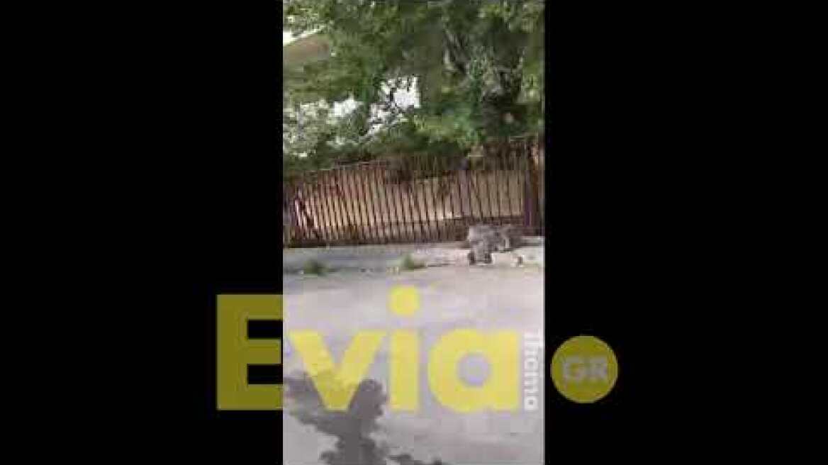 Eviathema.gr - Φωτιά στο 1ο ΕΠΑΛ Χαλκίδας