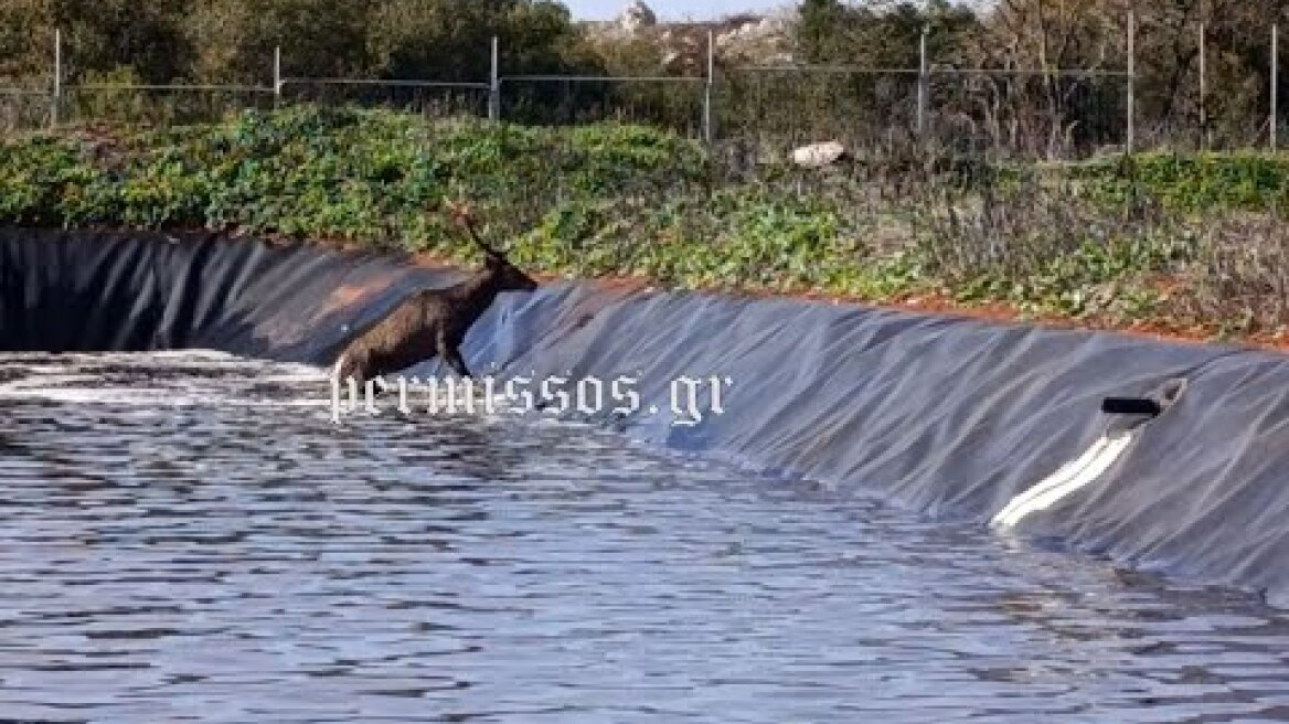 Έσωσαν ελάφι