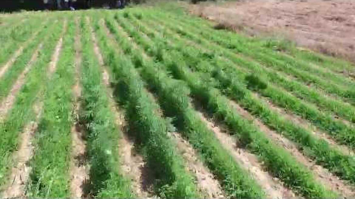 Οπτικό υλικό από φυτεία 10.500 δενδρυλλίων κάνναβης