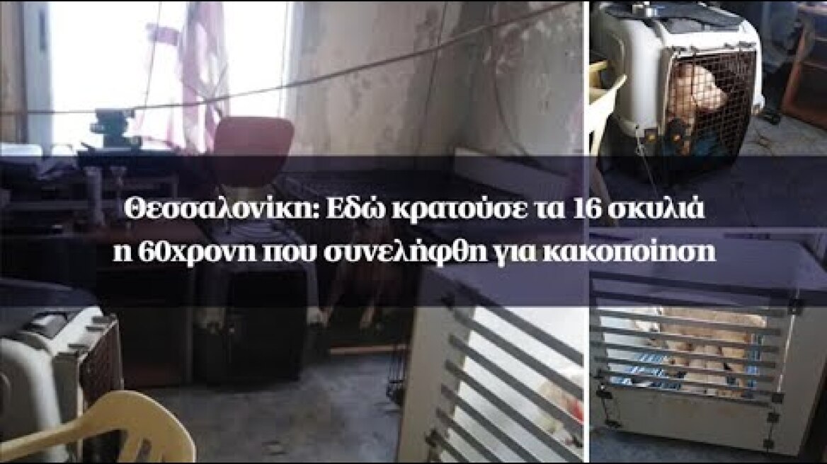 Θεσσαλονίκη: Εδώ κρατούσε τα 16 σκυλιά η 60χρονη που συνελήφθη για κακοποίηση