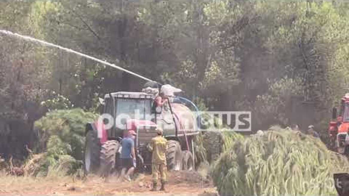 Αναζωπυρώσεις στη Νεμούτα