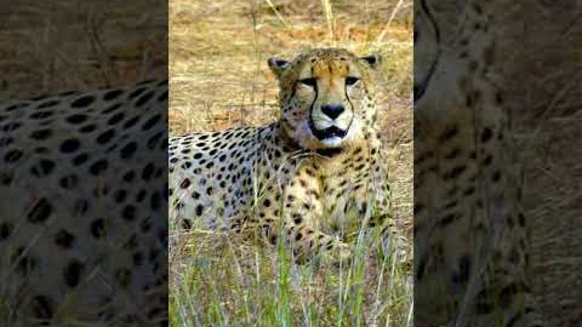 WATCH | First cheetah cubs born in India after 70 Years