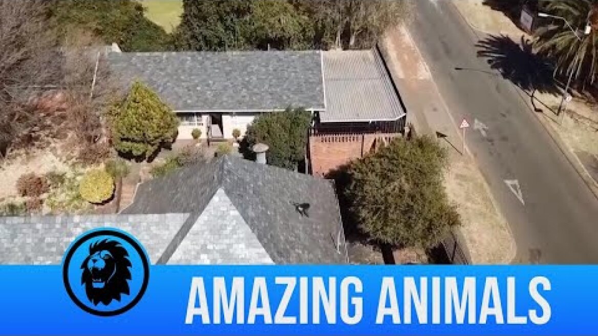 Μπαμπουίνος κάνει παρκούρ στη Νότια Αφρική