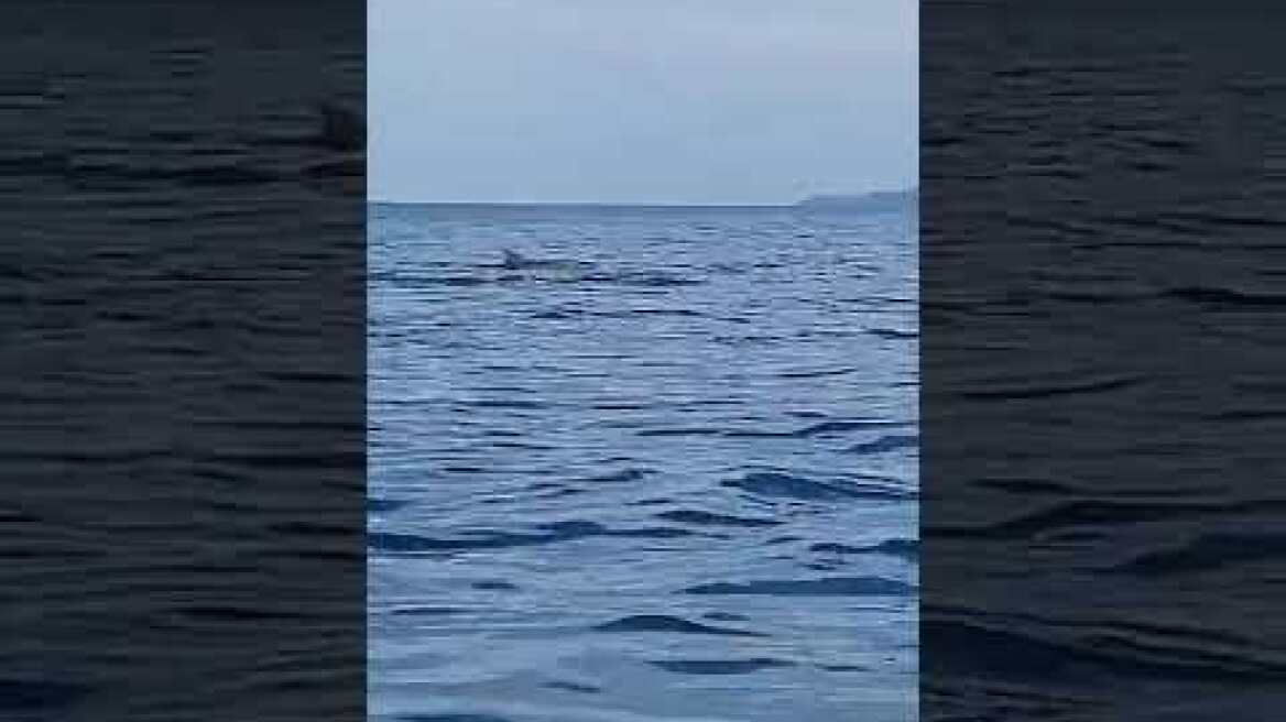 Κοπάδι από 20 δελφίνια στον Ευβοϊκό Κόλπο