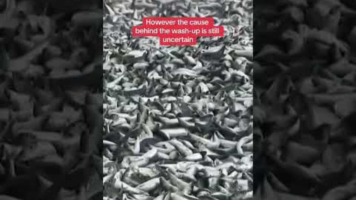 Thousands of dead fish wash up in Japan