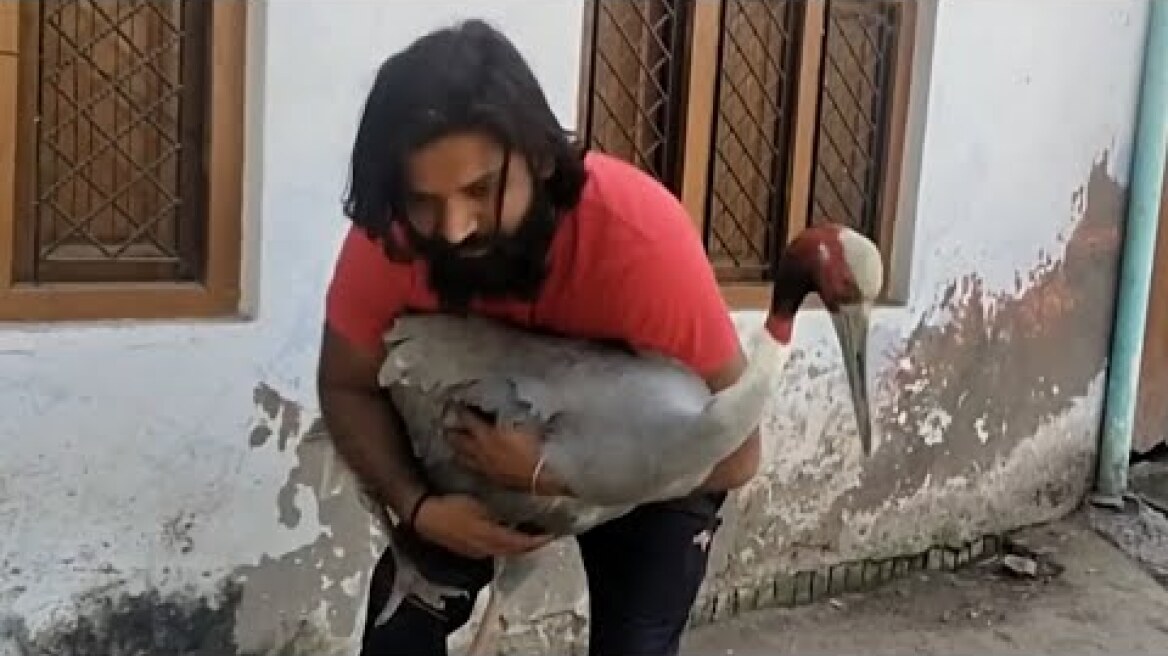 Sarus Crane That Followed UP Man, Separated From Him, Released In Bird Sanctury