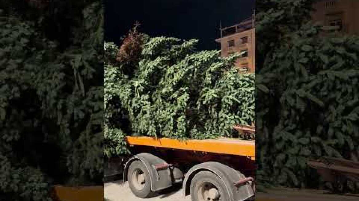 Thestival.gr Έφτασε στην πλατεία Αριστοτέλους το επιβλητικό χριστουγεννιάτικο δέντρο