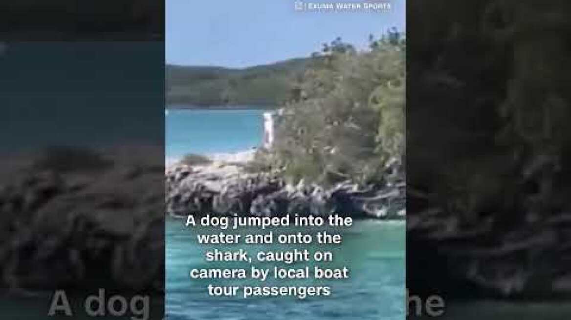 Brave or lucky? See the moment a dog took on a hammerhead shark