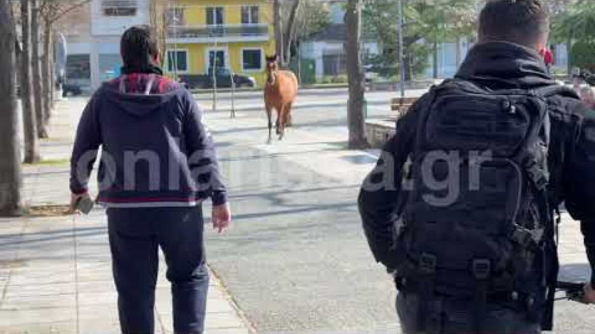 Άλογο έκανε... βόλτες σε κεντρικό δρόμο της Λάρισας