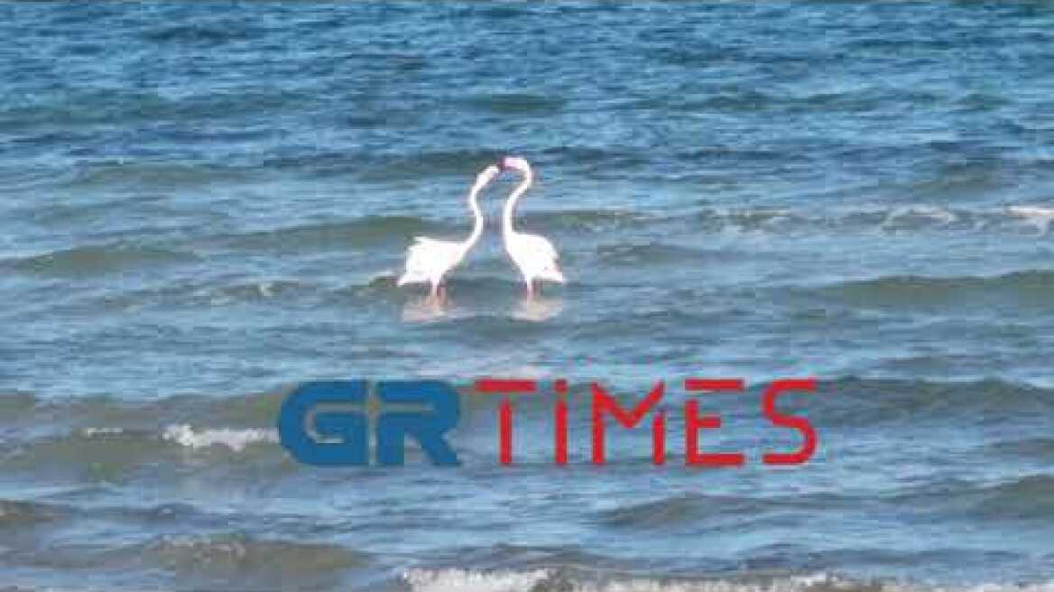 Φλαμίνγκο (φοινικόπτερα) στην παραλία του Μακρυγιάλου Πιερίας