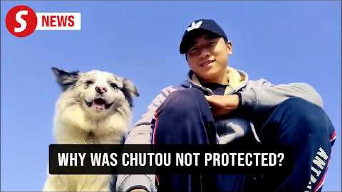 Celebrity dog with over 1.5 million followers stolen, slaughtered in China