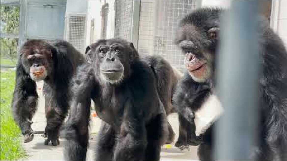 Vanilla In Awe of Seeing the Open Sky for the First Time - Save the Chimps