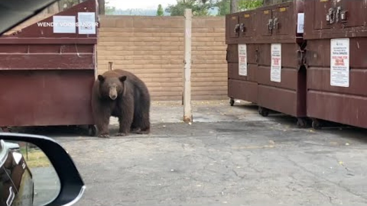 'Hank the Tank' bear who broke into 21 homes around Tahoe taken to Colorado sanctuary