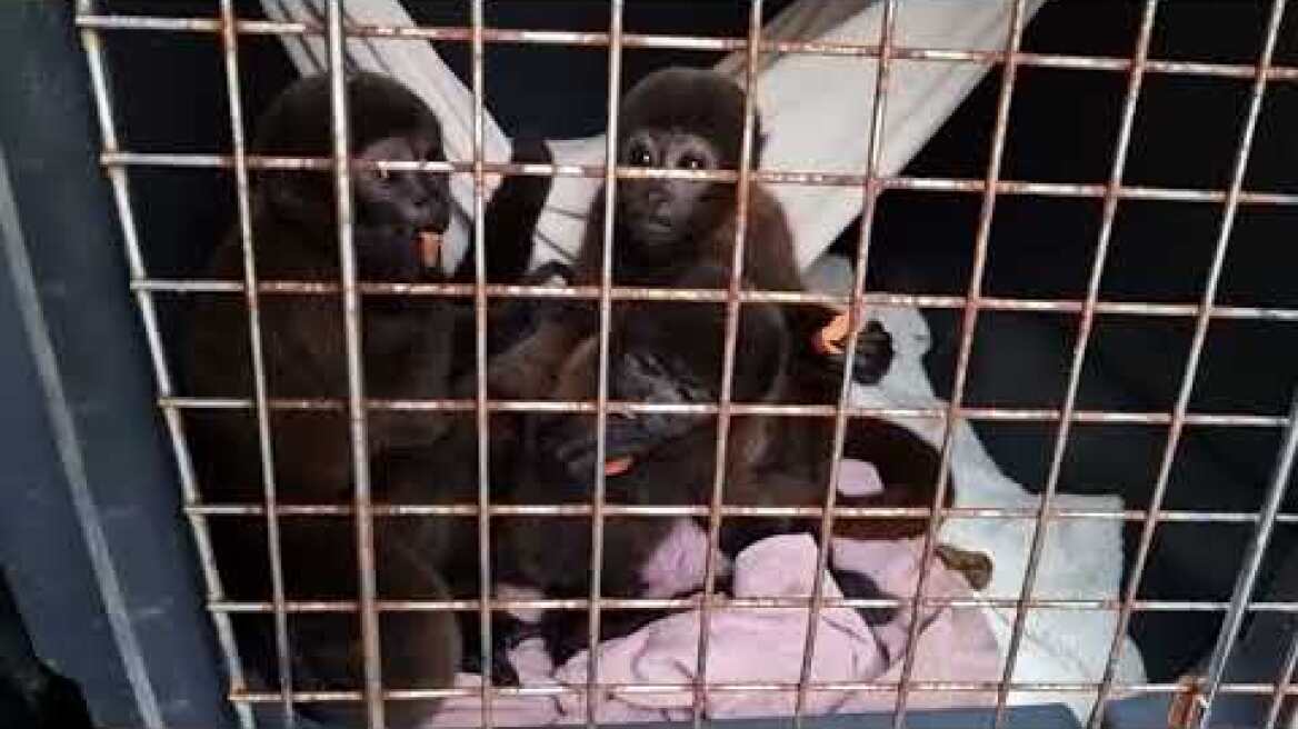 Από τη ζούγκλα του Αμαζονίου στα εξωτικά κατοικίδια της Αθήνας (1)