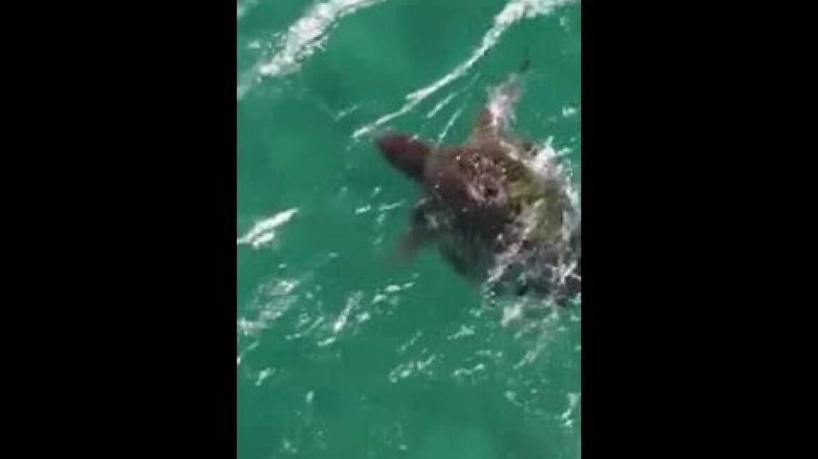 Tenacious turtle fights off shark during ocean battle in Western Australia