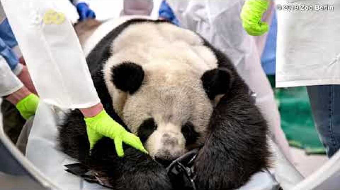 Μωρά πάντα περνάνε τα πρώτα τους Χριστούγεννα