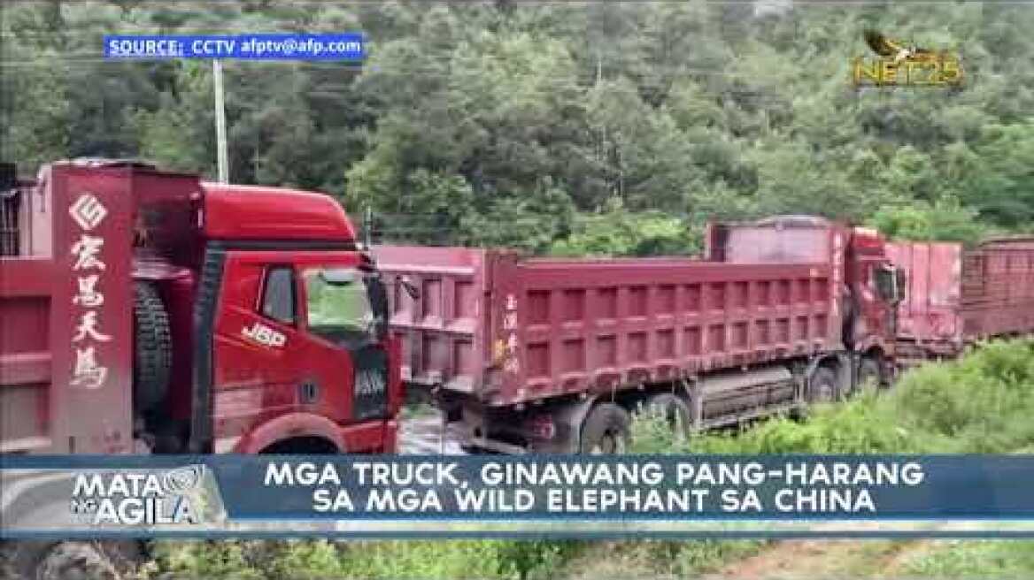 Mga truck, ginawang pang-harang sa mga wild elephant sa China