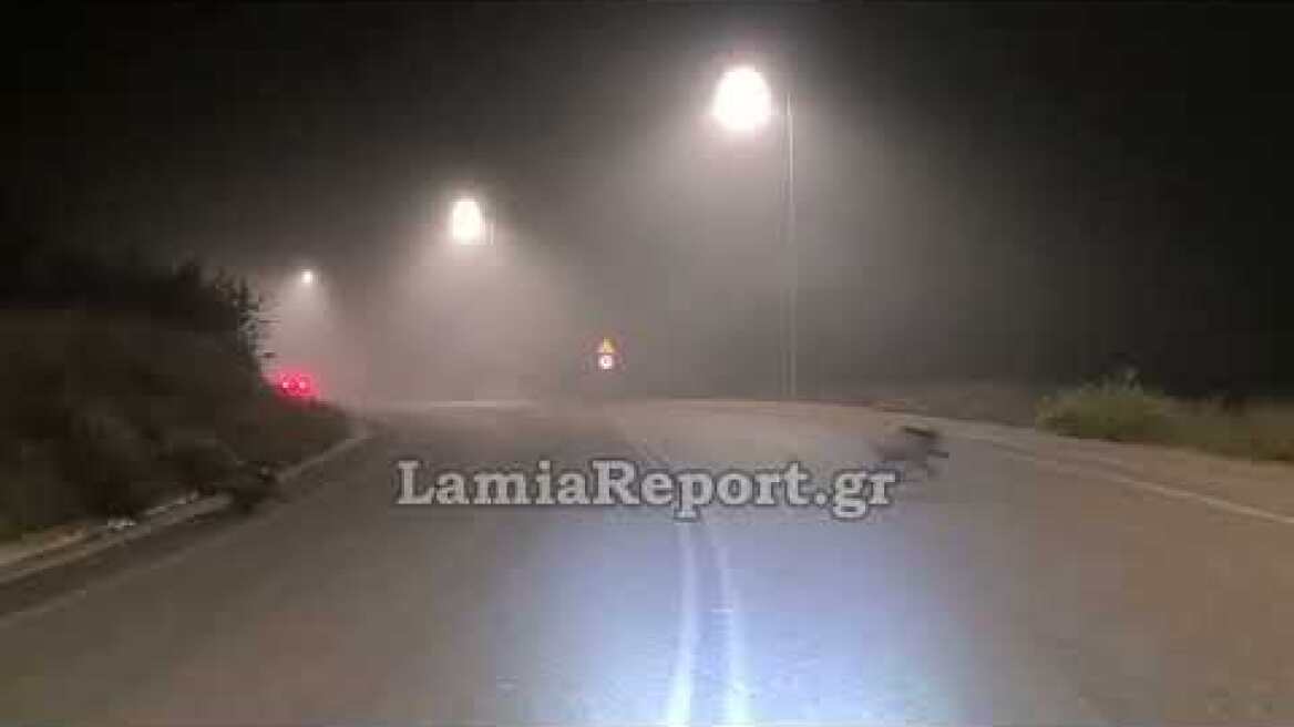 LamiaReport.gr: Αγριογούρουνα στον περιφερειακό της Λαμίας