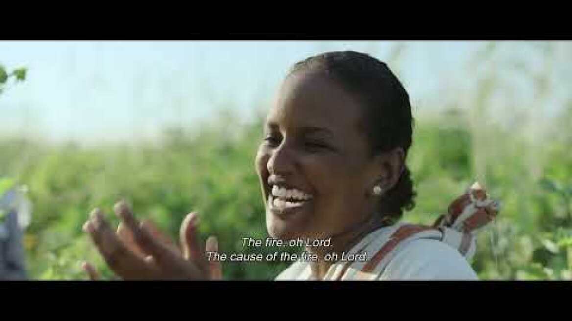 #TIFF66 | Cotton Queen [INTERNATIONAL COMPETITION]