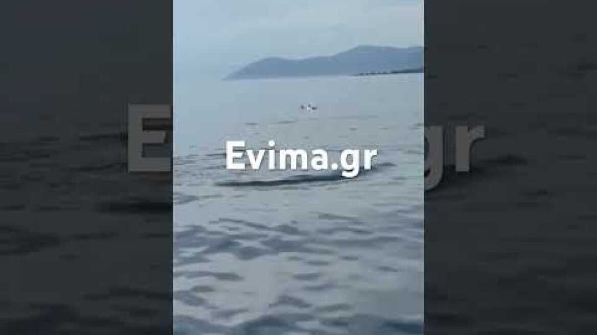 Γέμισε με δελφίνια ο βόρειος ευβοϊκός κόλπος