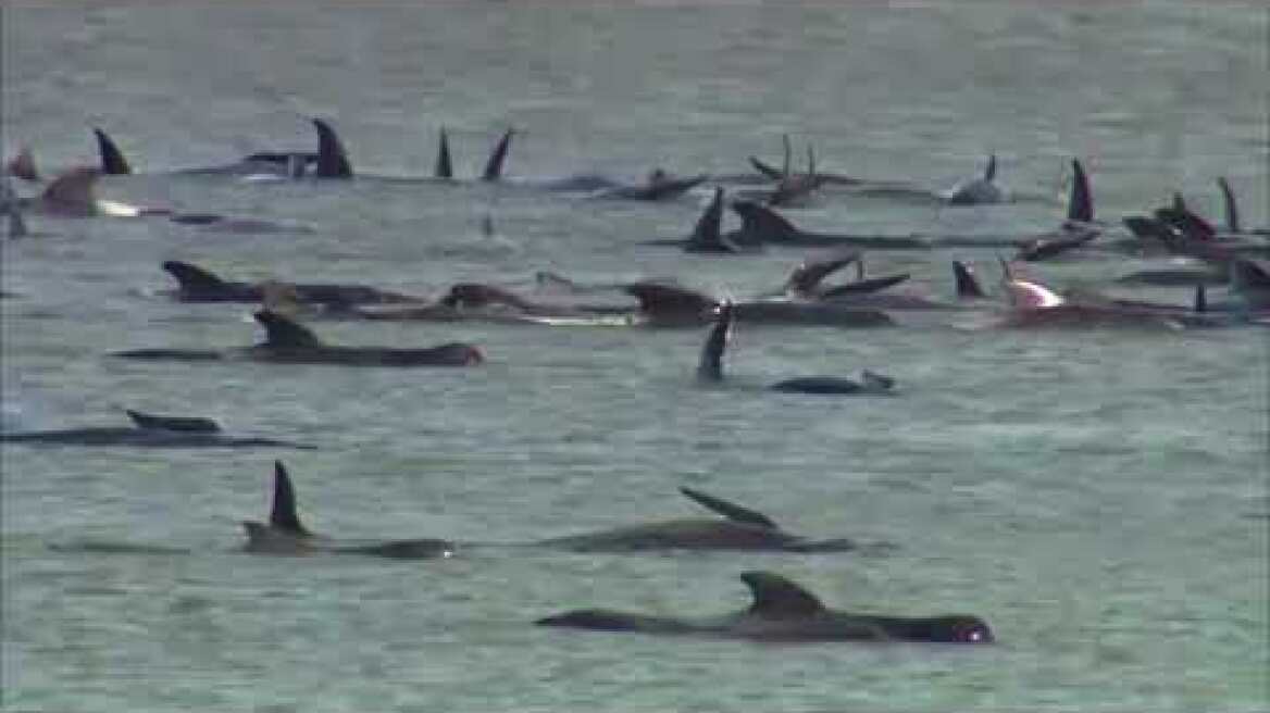 Around 270 whales stranded on sandbar off Australia's Tasmania