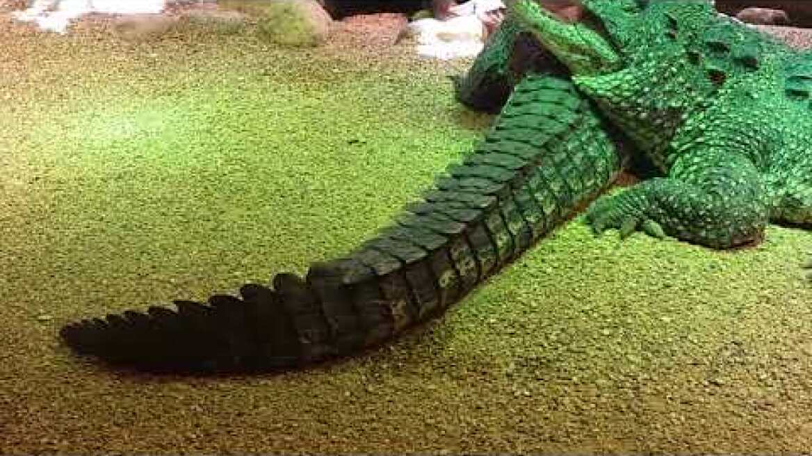 Cuban Crocodile at Skansen-Aquarium Stockholm Part 1