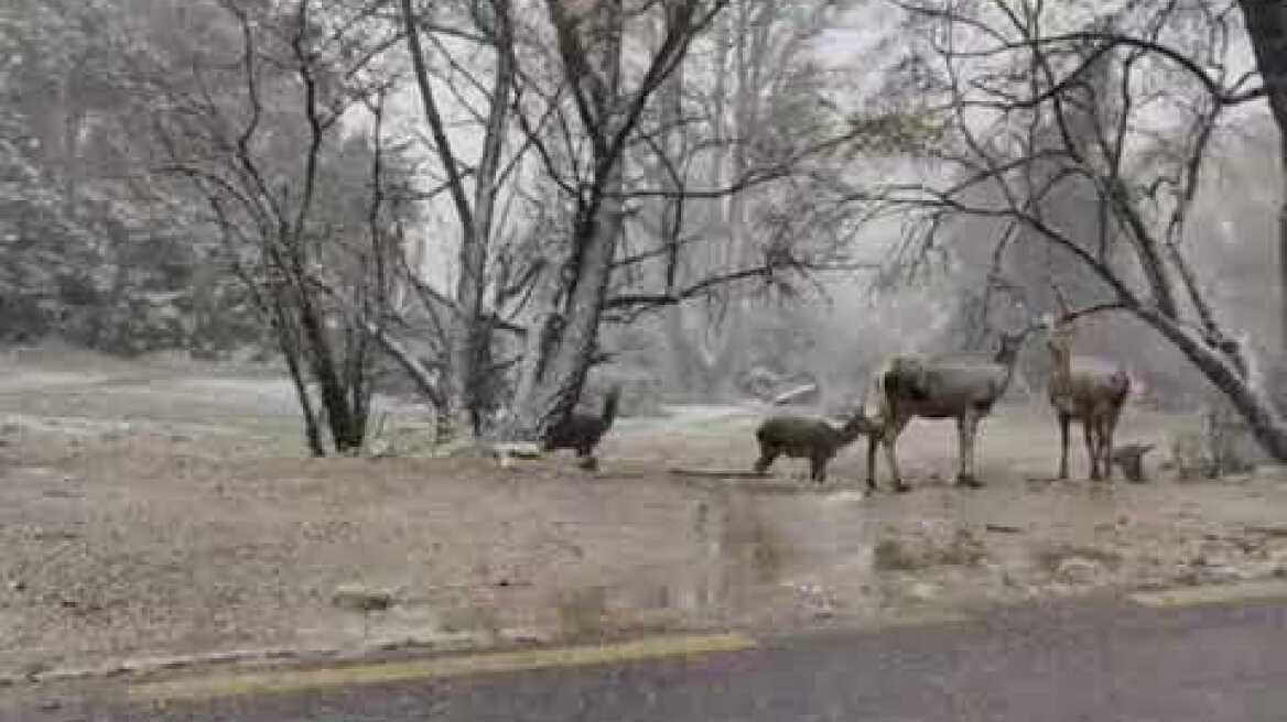 Ελάφια στην χιονισμένη Πάρνηθα