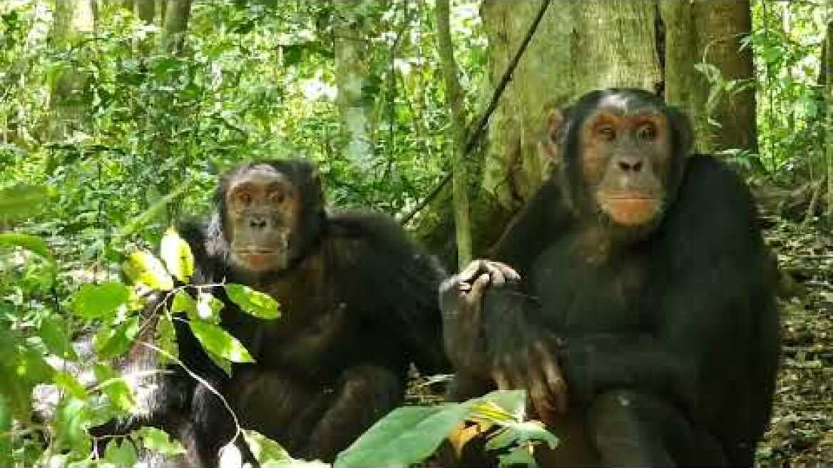 Chimpanzee trekking in Kibale Forest National Park