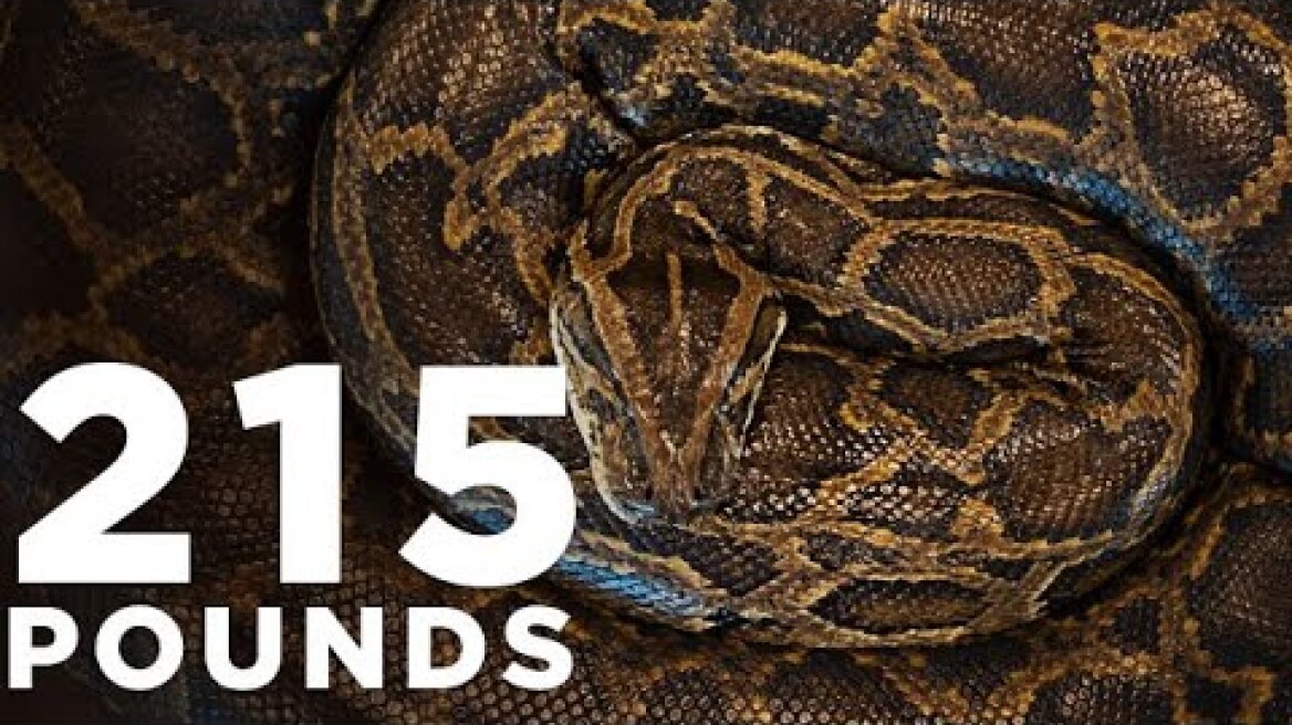 Most massive Burmese python ever caught in Florida - Press conference