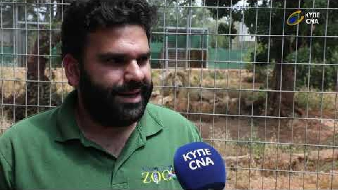 ΝΕΟΓΕΝΝΗΤΑ 2 ΛΕΥΚΑ ΛΙΟΝΤΑΡΑΚΙΑ ΠΑΦΟΣ