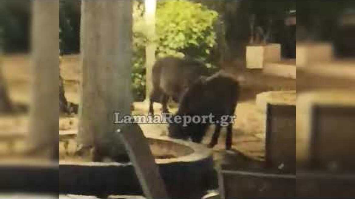 LamiaReport.gr: Αγριογούρουνα βολτάρουν στον Άγιο Λουκά