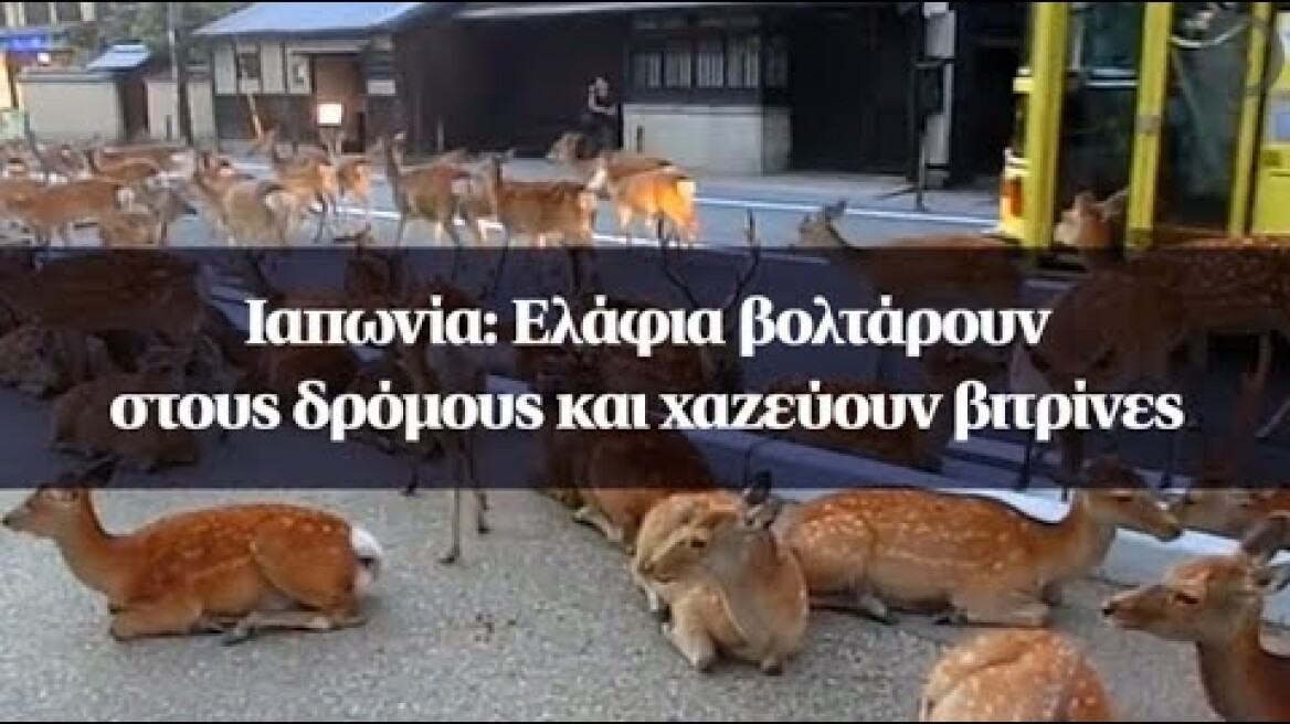 Ιαπωνία: Ελάφια βολτάρουν στους δρόμους και χαζεύουν βιτρίνες