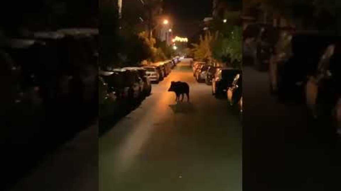 Αγριογούρουνα στην Εύβοια