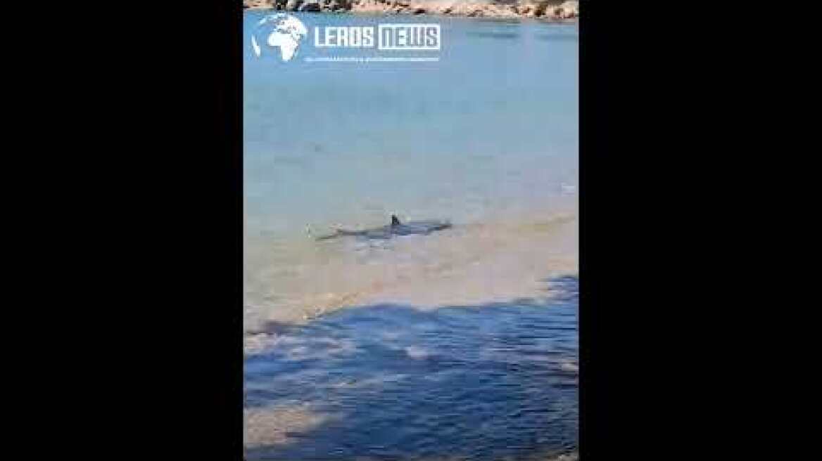 Λειψοί: Καρχαριοειδές στην παραλία Κατσαδιά – Το βίντεο που κατέγραψαν λουόμενοι