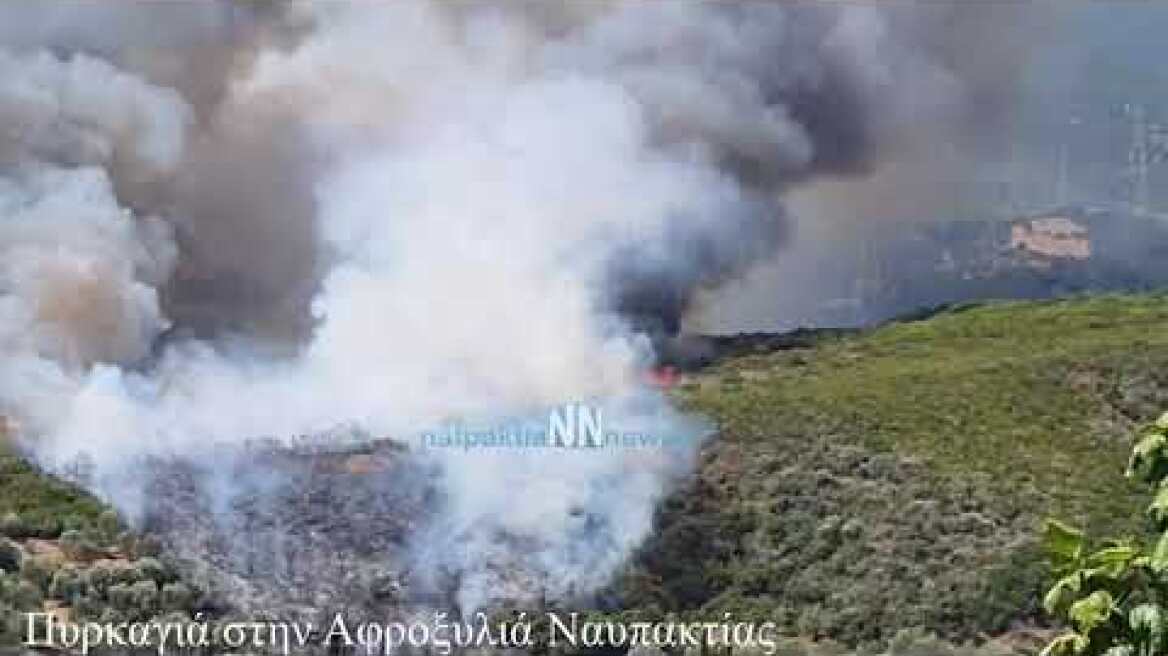 Nafpaktia news:Νέα μεγάλη  πυρκαγιά στην Αφροξυλιά Ναυπακτίας.