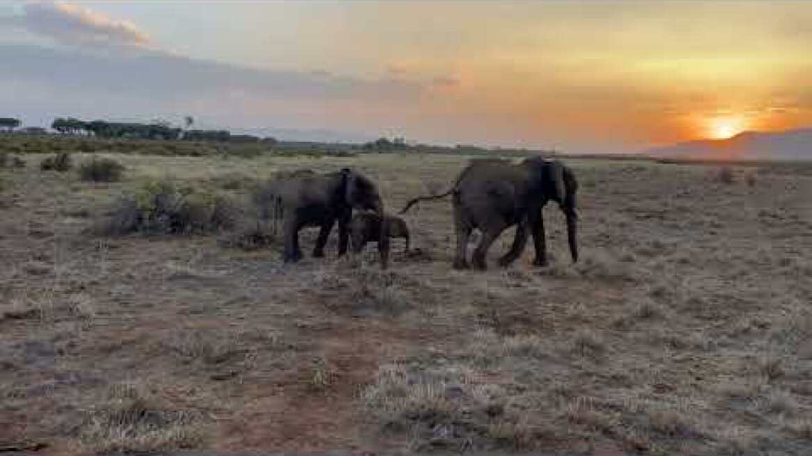 Reunited elephant family walks off into sunset together
