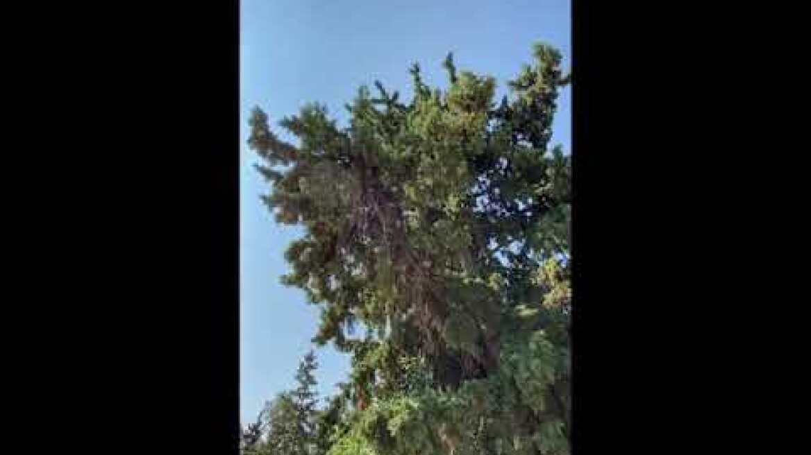 Θεοδώρα Βουτσά: Τρισάγιο στον τάφο του Κώστα Βουτσά