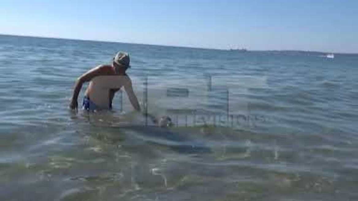 ΔΕΛΦΙΝΙ ΣΑΡΑΚΙΝΑ - ΑΜΟΝΤΑΡΙΣΤΑ ΠΛΑΝΑ