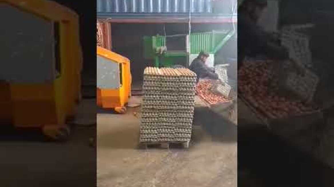 Αβγά προς καταστροφή