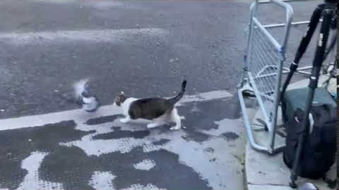 Larry the Cat's Pigeon Scrap