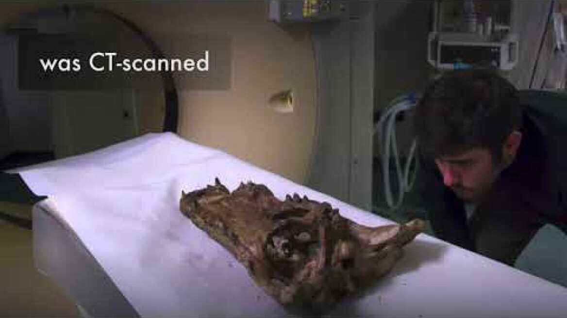 Ancient African skull sheds light on American crocodile origins