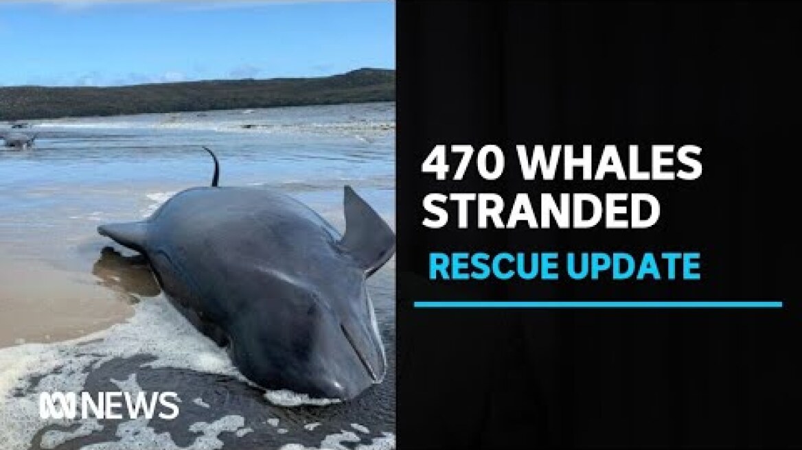 More than 450 whales beached in Tasmania’s largest recorded stranding | ABC News
