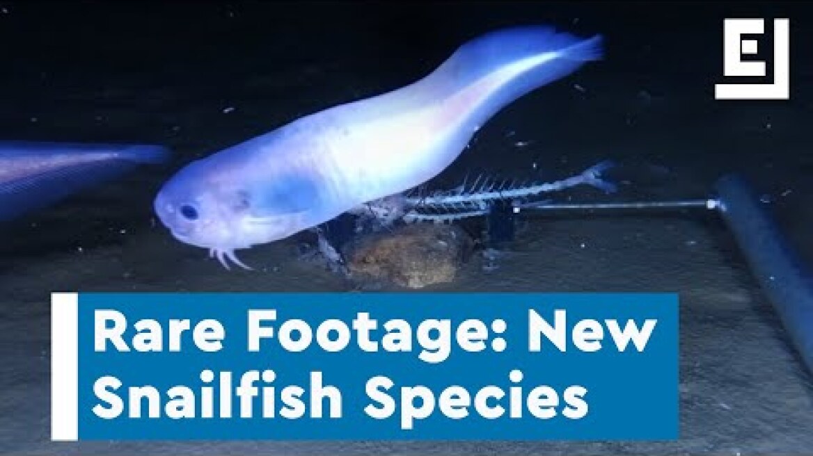 Rare Footage of New Snailfish Species